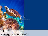 Bild_p29