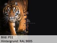 Bild_p31